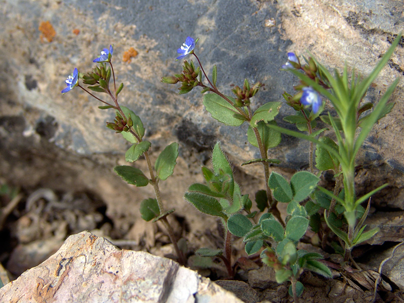 Image of Veronica campylopoda specimen.