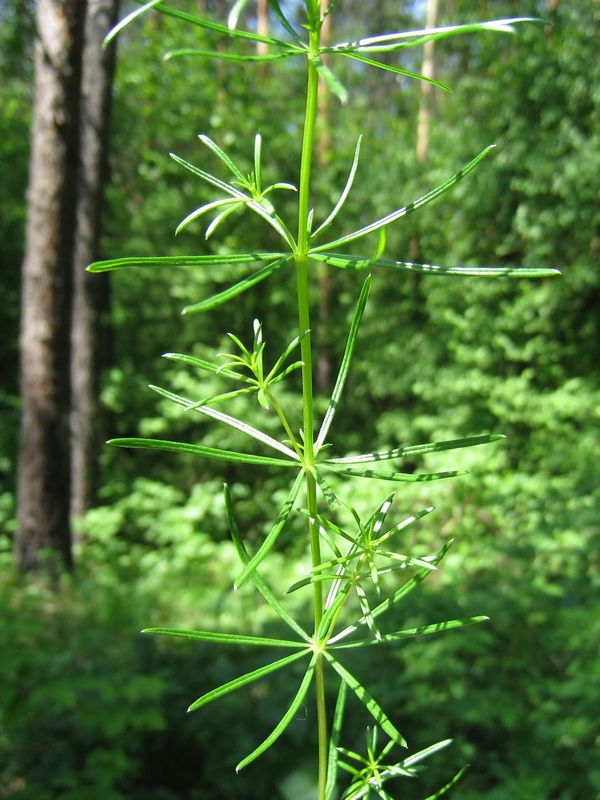 Изображение особи Galium verum.