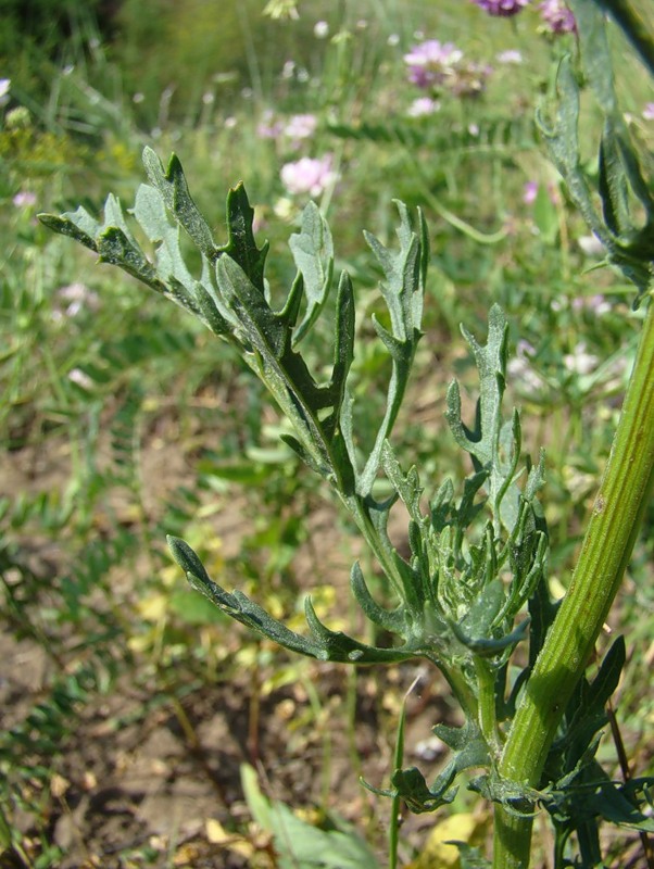 Изображение особи Senecio jacobaea.