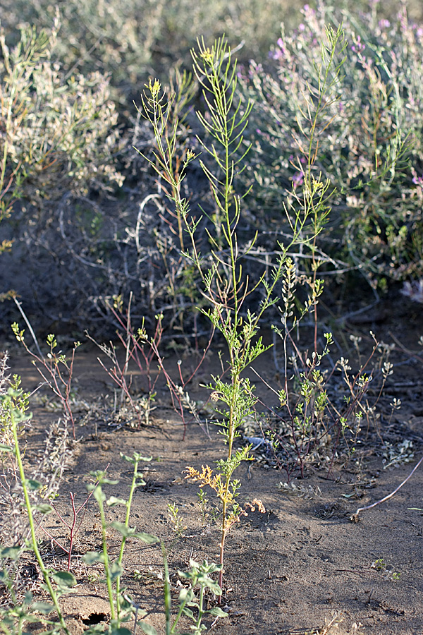 Image of Descurainia sophia specimen.