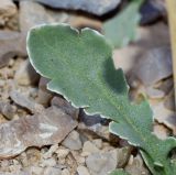 Scrophularia deserti