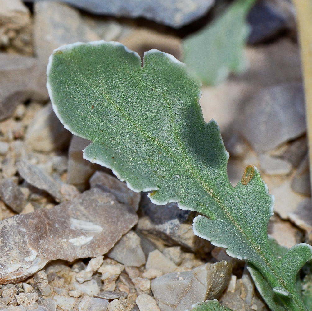 Изображение особи Scrophularia deserti.