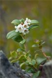 Vaccinium vitis-idaea. Цветущее растение. Карелия, восточный берег оз. Топозеро. 11.06.2013.
