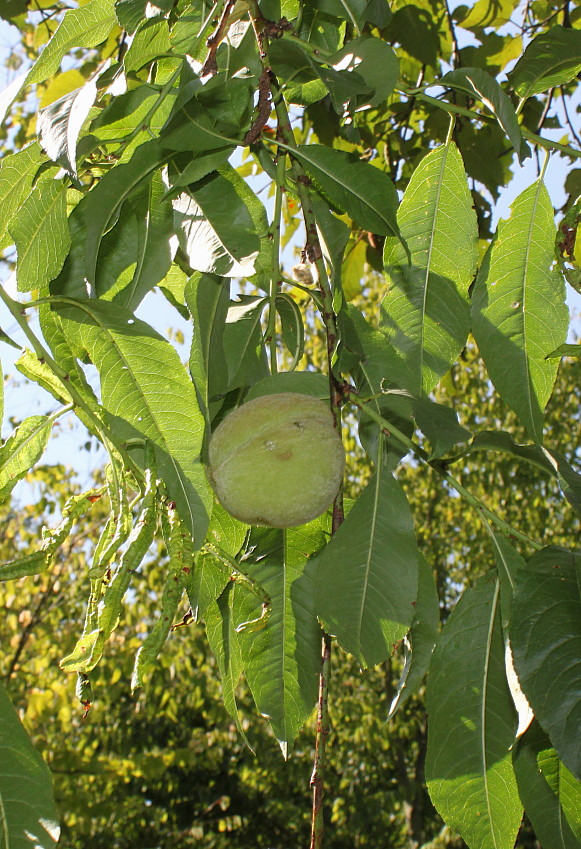 Image of Persica vulgaris specimen.