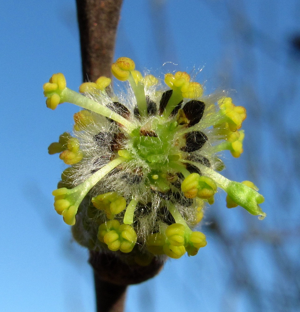 Image of Salix cinerea specimen.