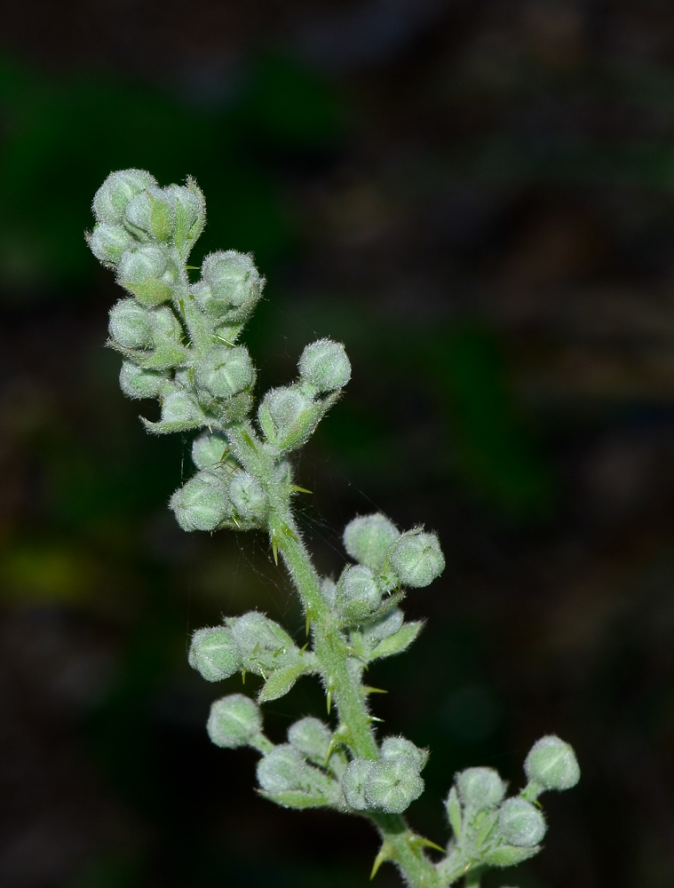 Image of Rubus canescens specimen.