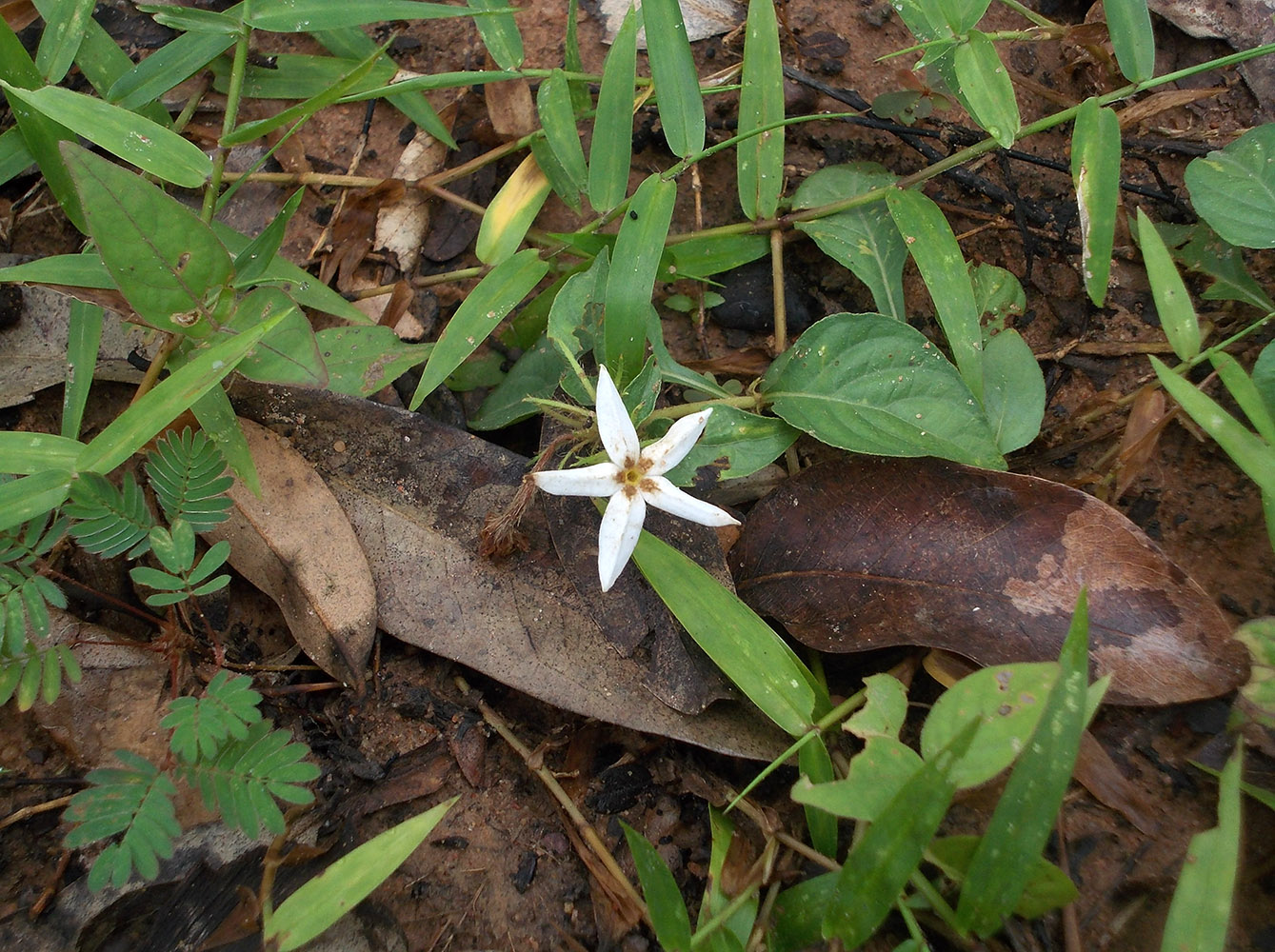 Image of Jasminum scandens specimen.