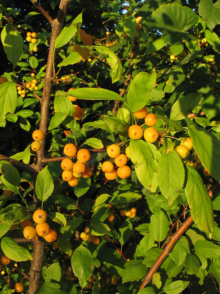 Изображение особи Malus floribunda.