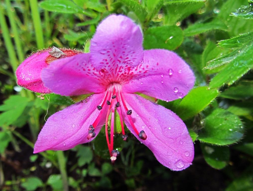 Image of Rhododendron camtschaticum specimen.