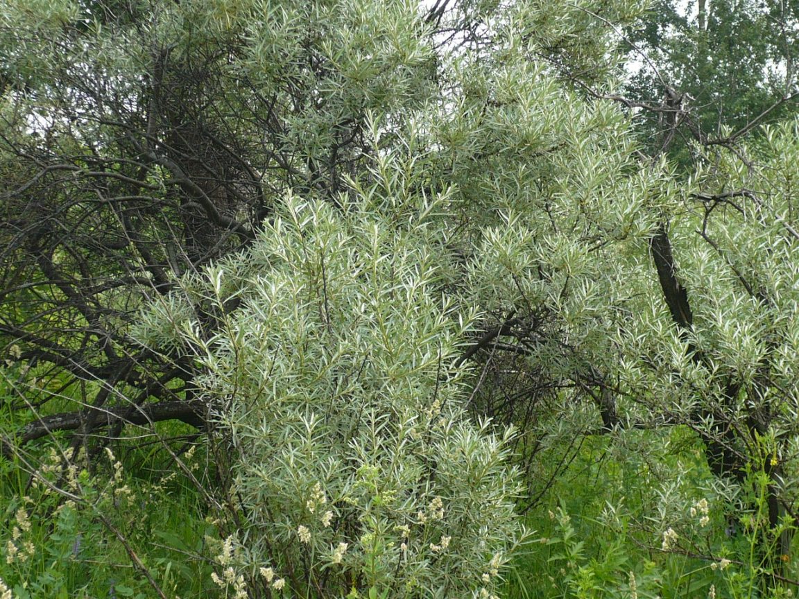 Image of Hippophae rhamnoides specimen.