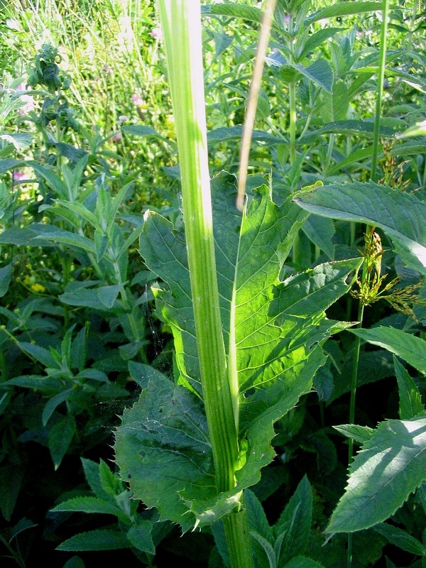 Изображение особи Cirsium oleraceum.