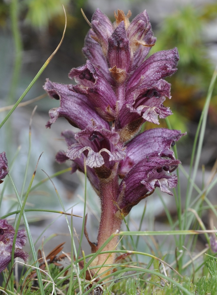 Image of Orobanche alba specimen.