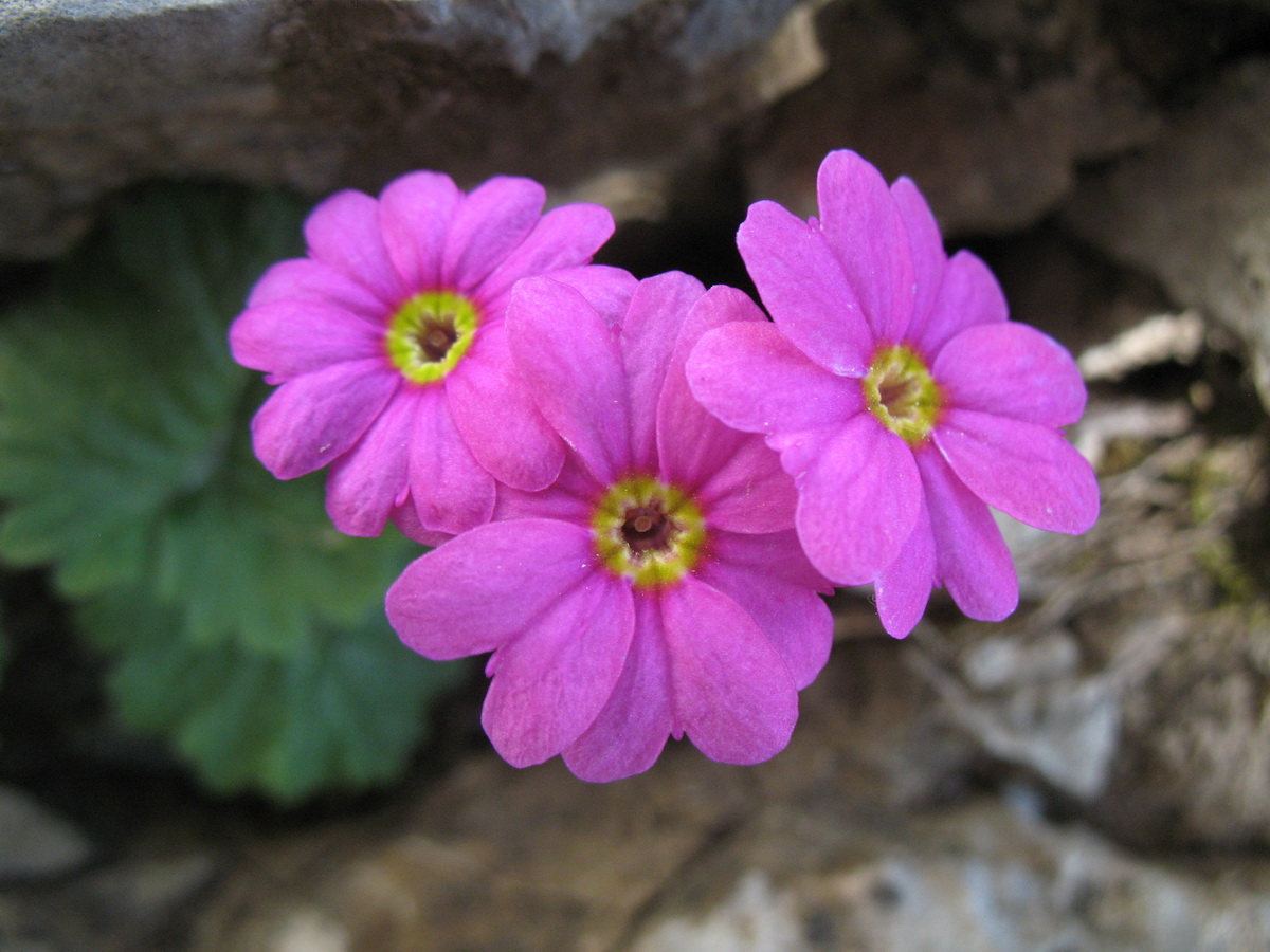 Image of Primula minkwitziae specimen.