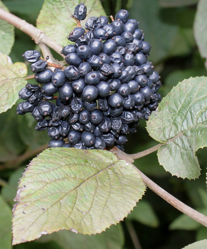 Растение с черными ягодами фото и название