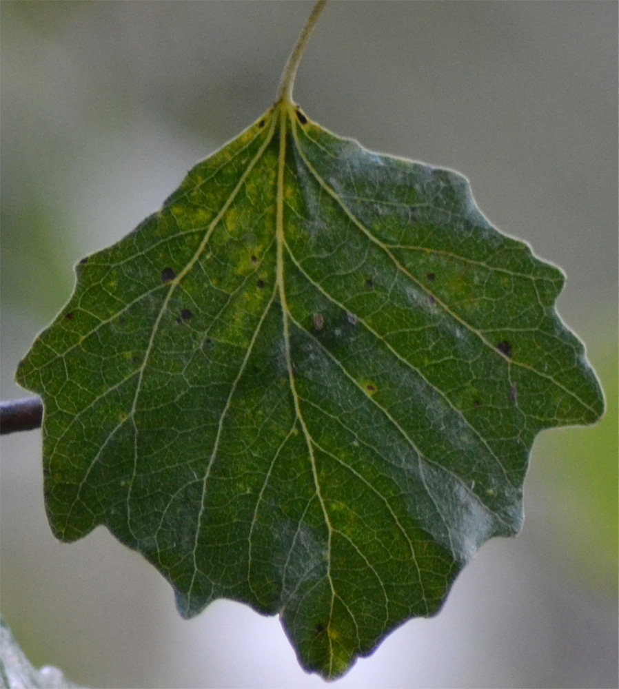 Image of genus Populus specimen.