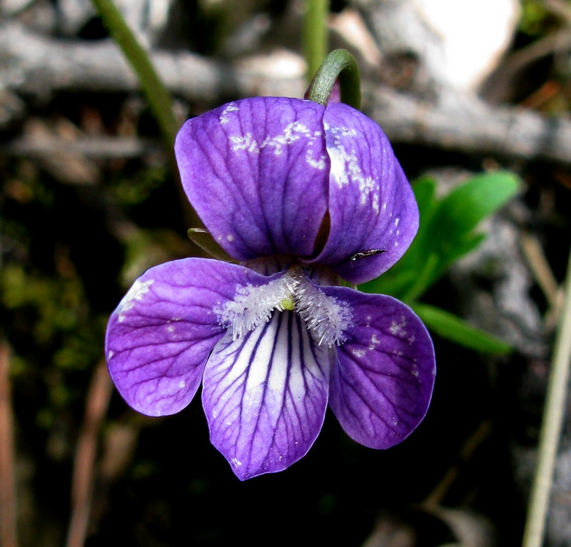 Image of Viola dissecta specimen.