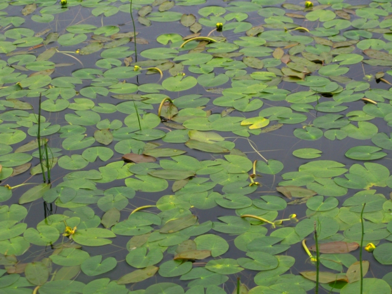 Image of Nuphar pumila specimen.