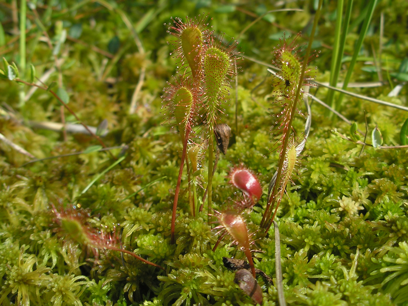 Изображение особи Drosera &times; obovata.