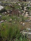 Calamagrostis balkharica