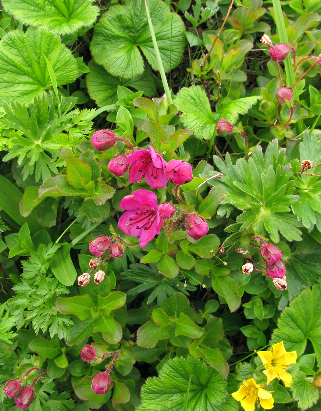 Изображение особи Rhododendron camtschaticum ssp. glandulosum.