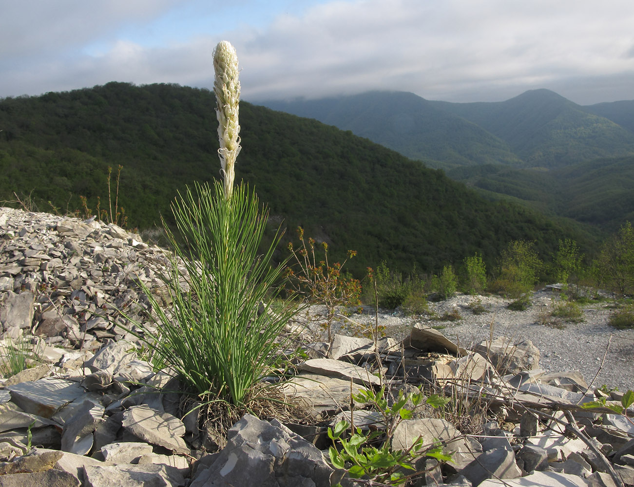 Image of Asphodeline taurica specimen.