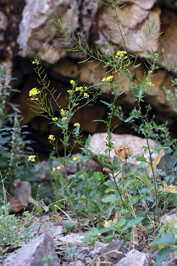 Изображение особи Sisymbrium loeselii.