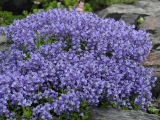 Polygala calcarea