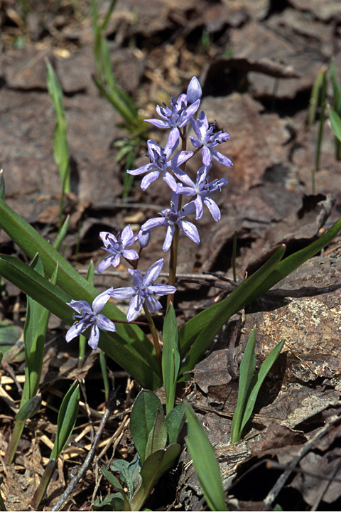 Image of Scilla bifolia specimen.