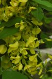 Laburnum anagyroides