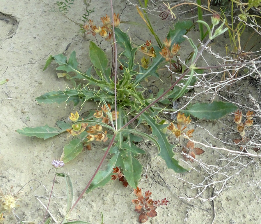 Изображение особи Carthamus oxyacanthus.