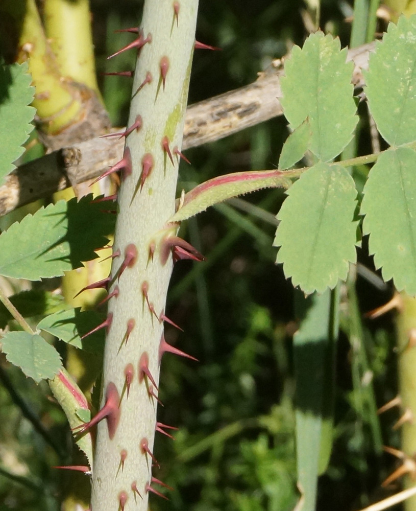 Image of Rosa laxa specimen.