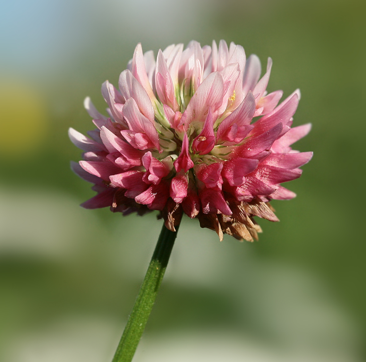 Изображение особи Trifolium hybridum.