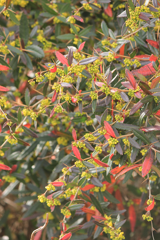 Image of Berberis julianae specimen.