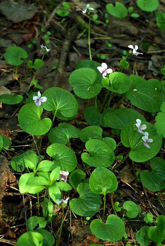 Image of Viola palustris specimen.