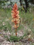 Orobanche centaurina