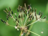 Anthriscus sylvestris. Соплодие. Санкт-Петербург, Пискарёвский парк. 31.07.2009.