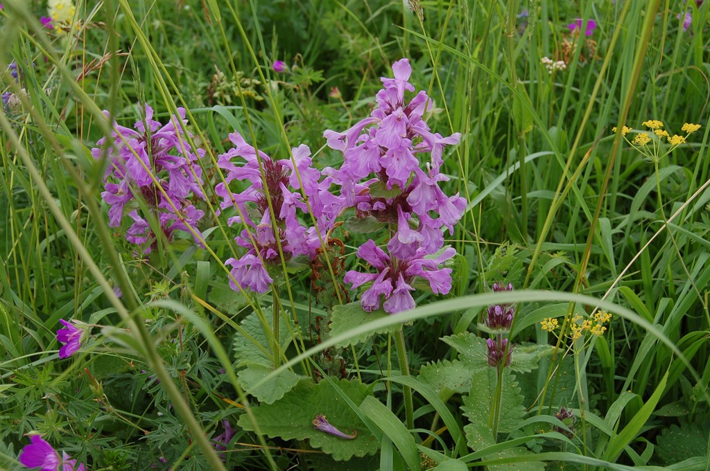 Image of Betonica macrantha specimen.