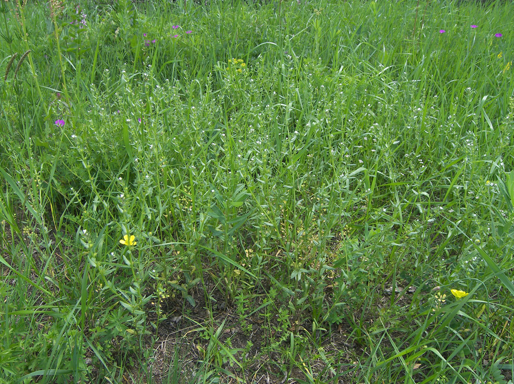 Image of Buglossoides arvensis specimen.