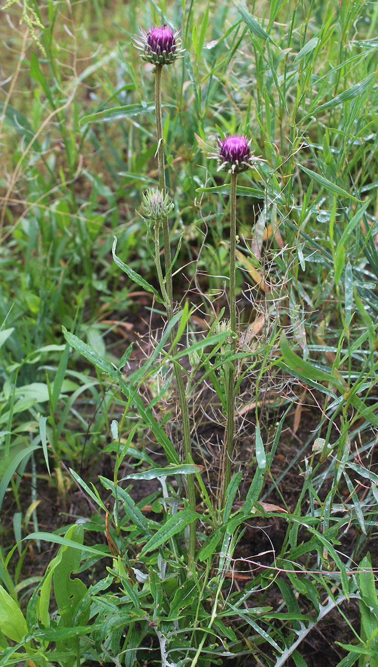 Image of Jurinea cyanoides specimen.