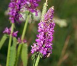 Betonica officinalis. Соцветие с кормящимся шмелем. Московская обл., Раменский р-н, окр. ж.-д. платформы Хрипань, просека под ЛЭП. 09.07.2016.