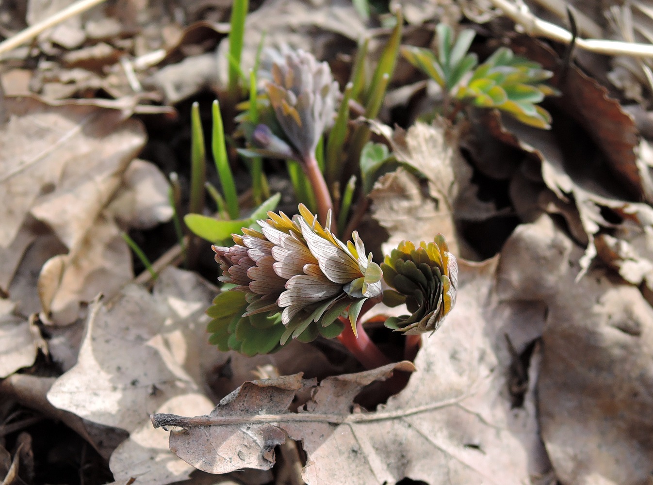 Image of Corydalis solida specimen.