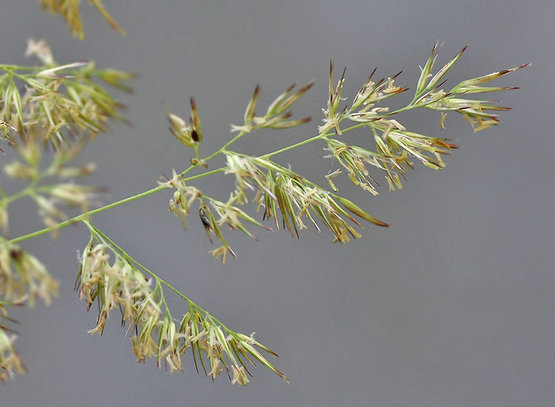 Image of Calamagrostis epigeios specimen.