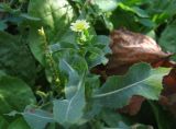 Lactuca serriola