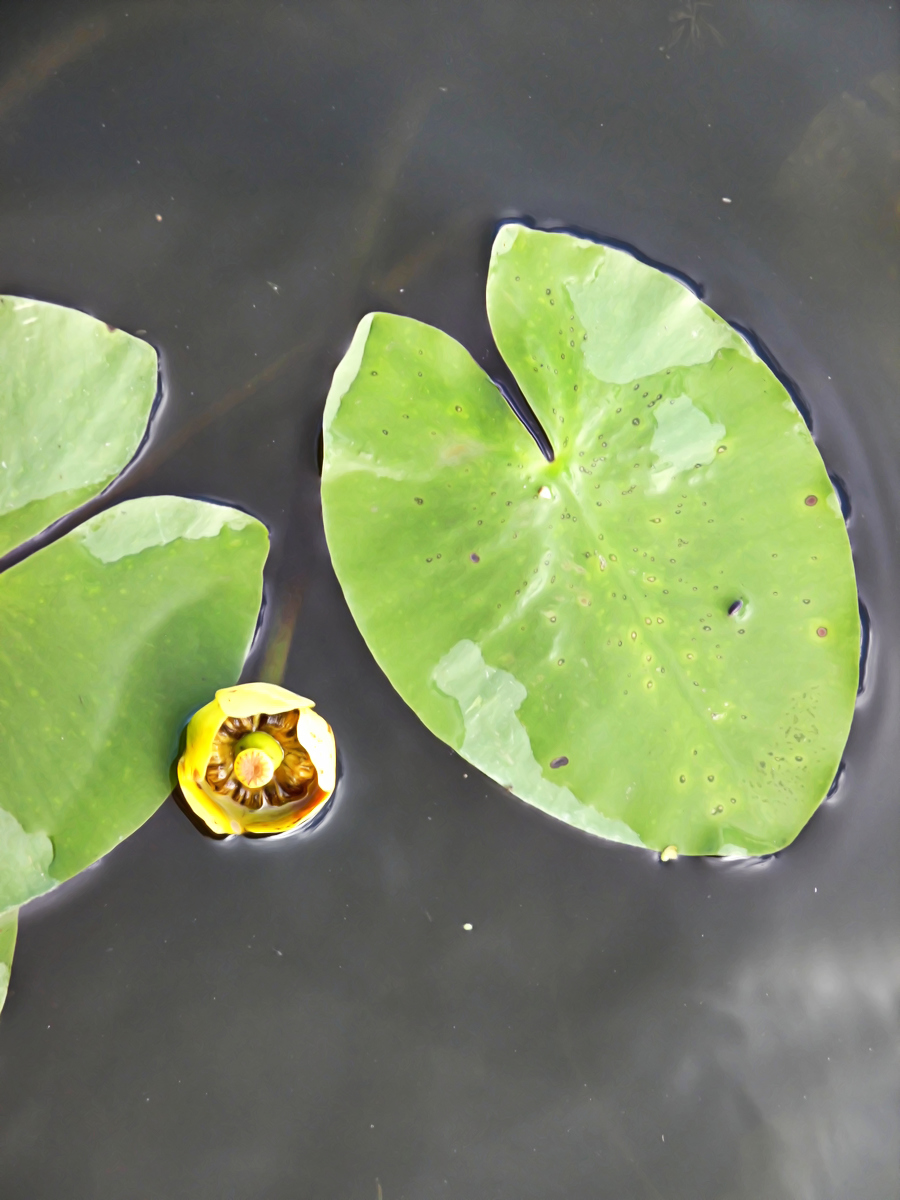 Image of Nuphar lutea specimen.