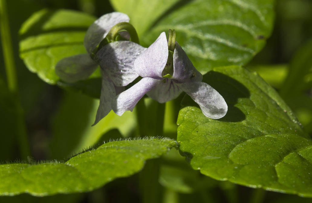 Изображение особи Viola palustris.