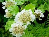 Viburnum opulus