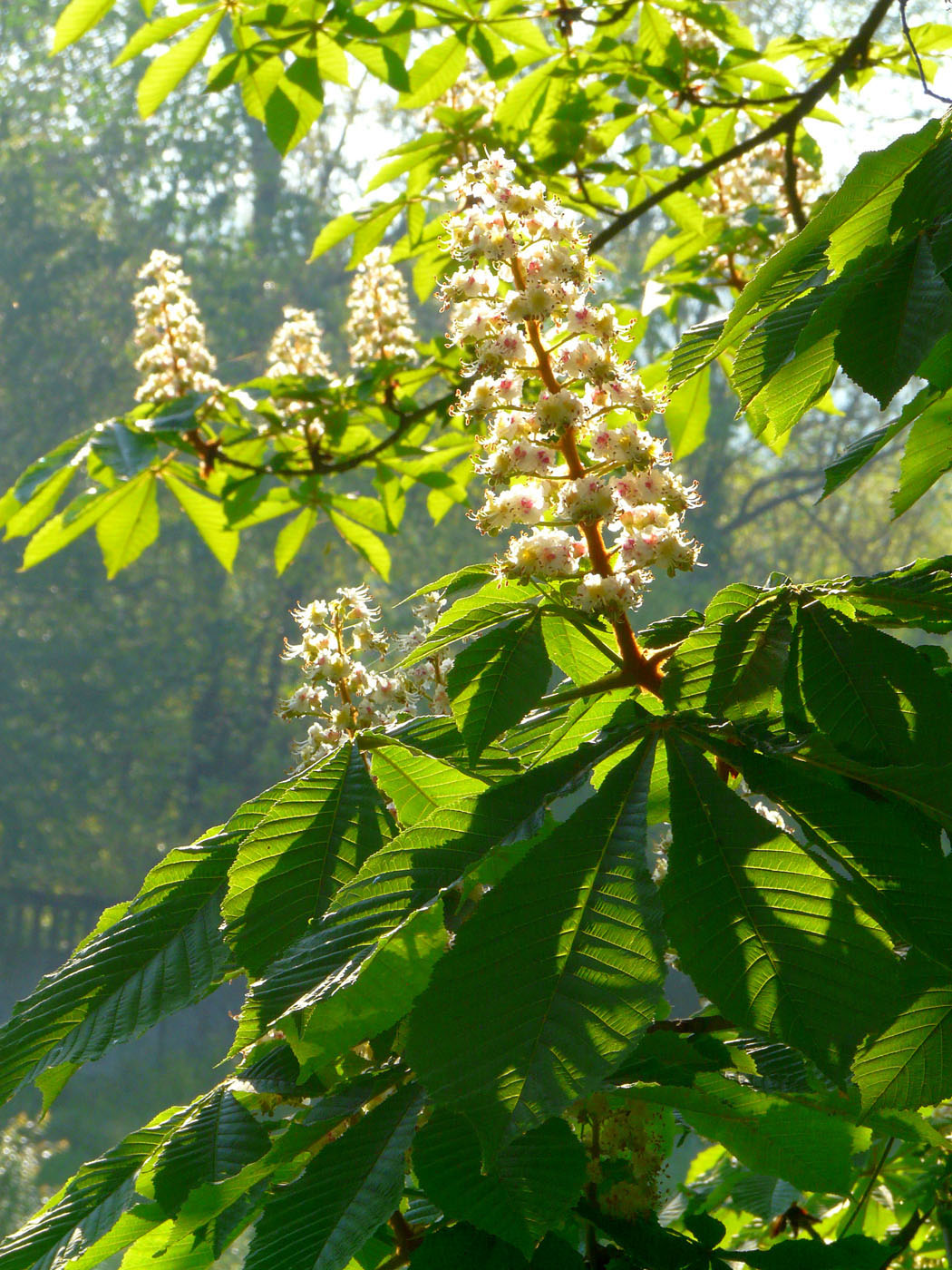 Image of Aesculus hippocastanum specimen.