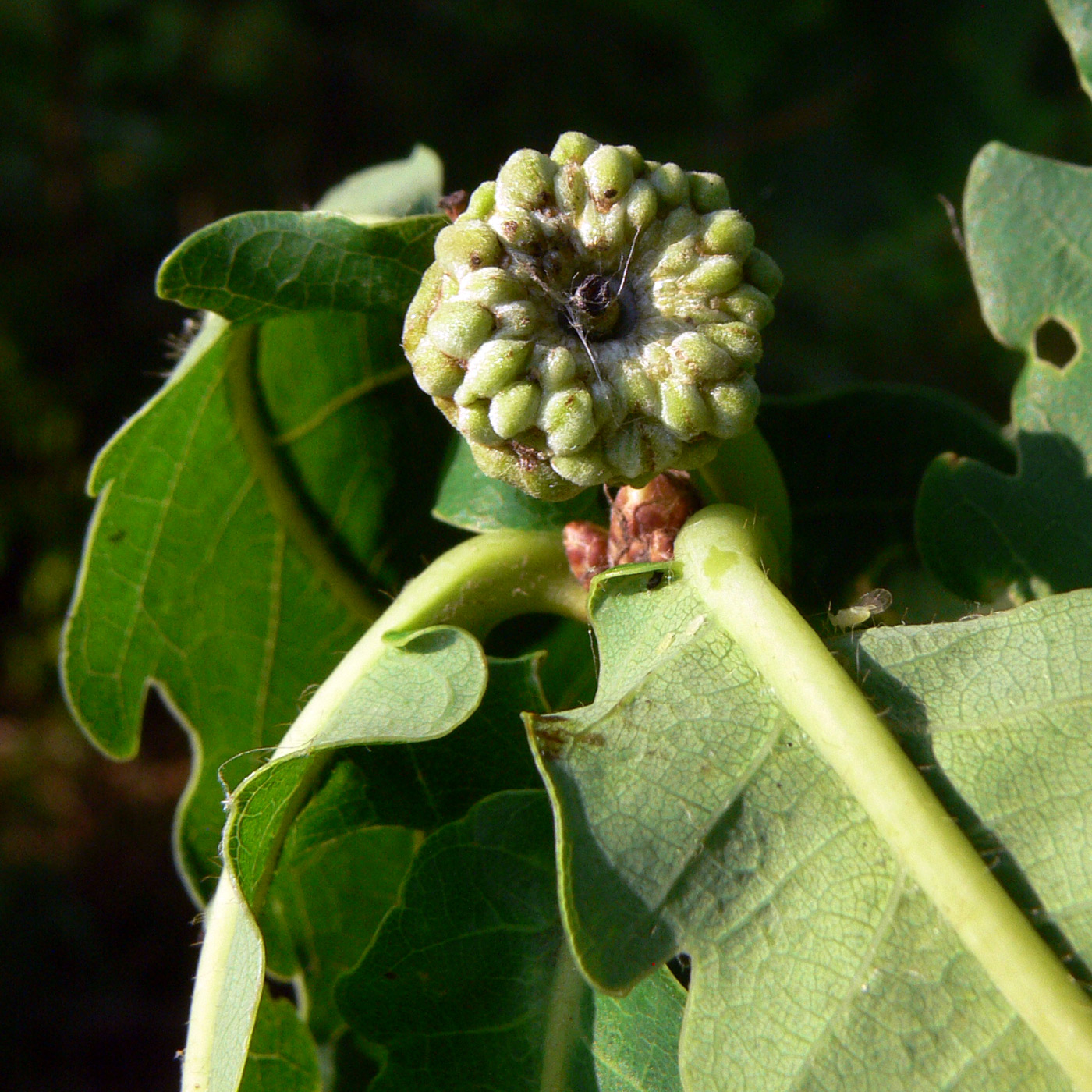 Image of Quercus mongolica specimen.