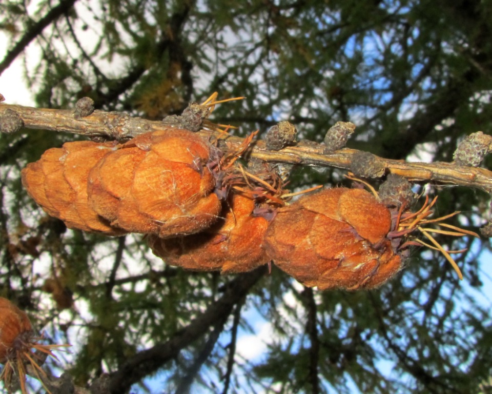 Image of Larix sukaczewii specimen.