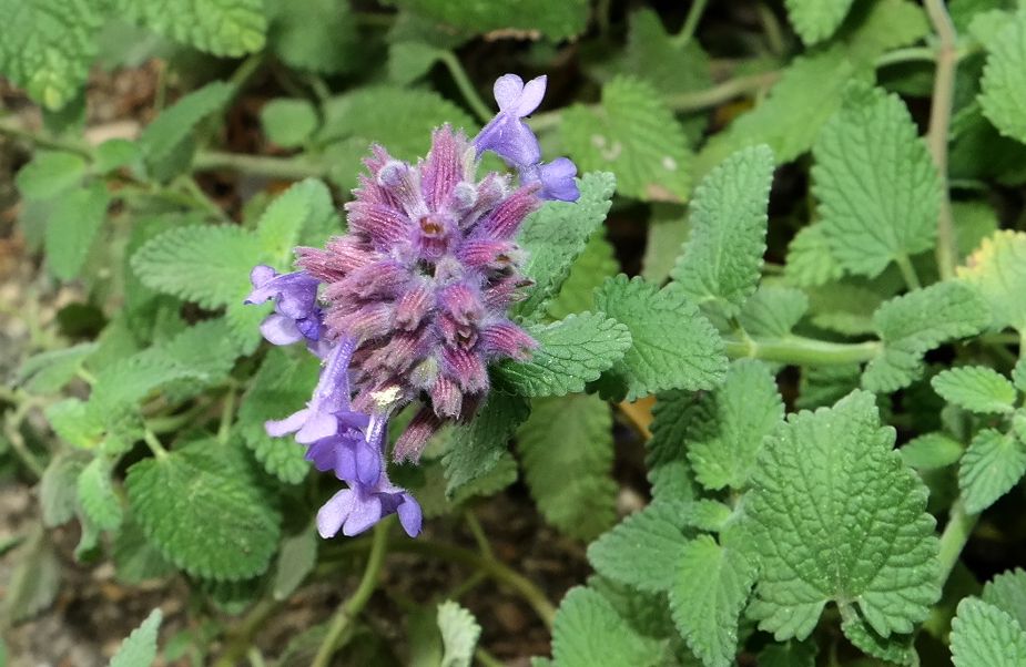 Image of Nepeta mussinii specimen.